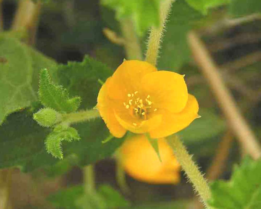 Flower and Stem<br>(Location of Picture: Wildcat Canyon, Texas, USA, 2007)