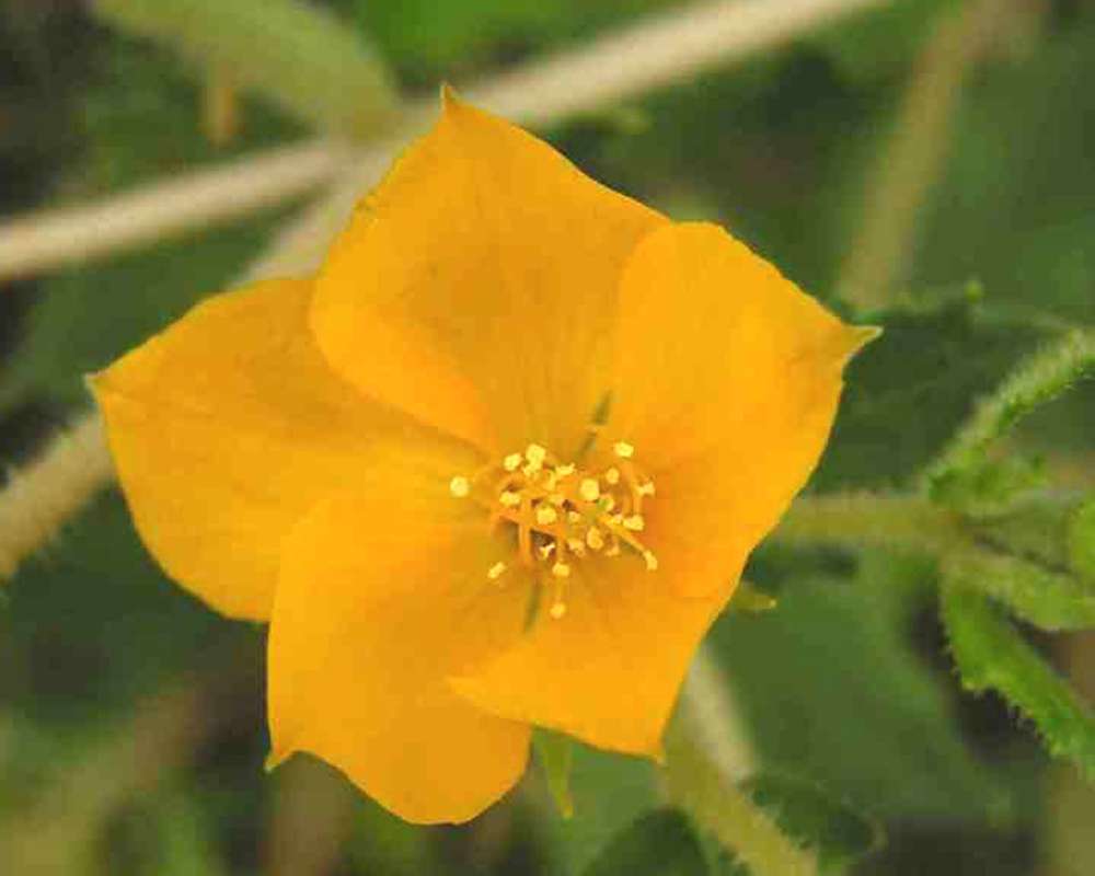 Flower - Cloe View<br>(Location of Picture: Wildcat Canyon, Texas, USA, 2007)
