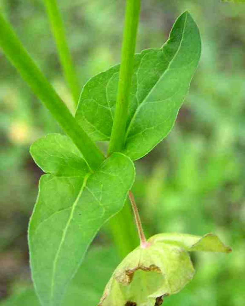 Lower Leaves<br>(Location of Picture: Dinosaur Valley, Texas, USA, 2007)