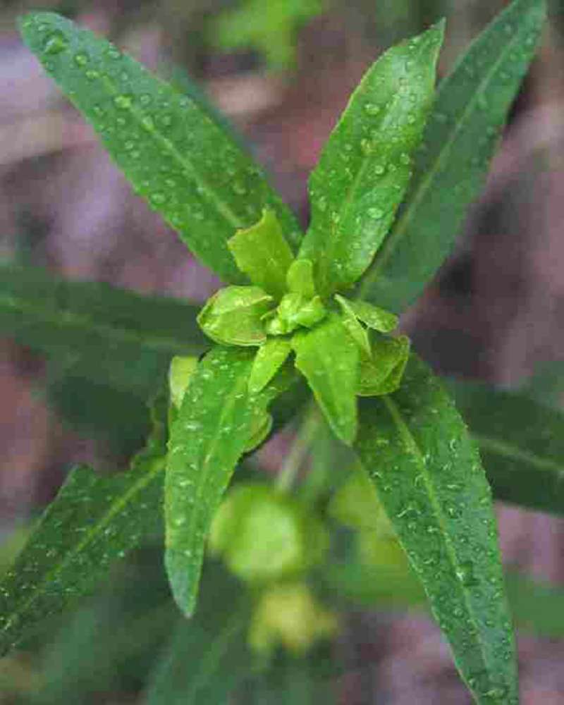 Upper Leaves<br>(Location of Picture: Dinosaur Valley, Texas, USA, 2007)