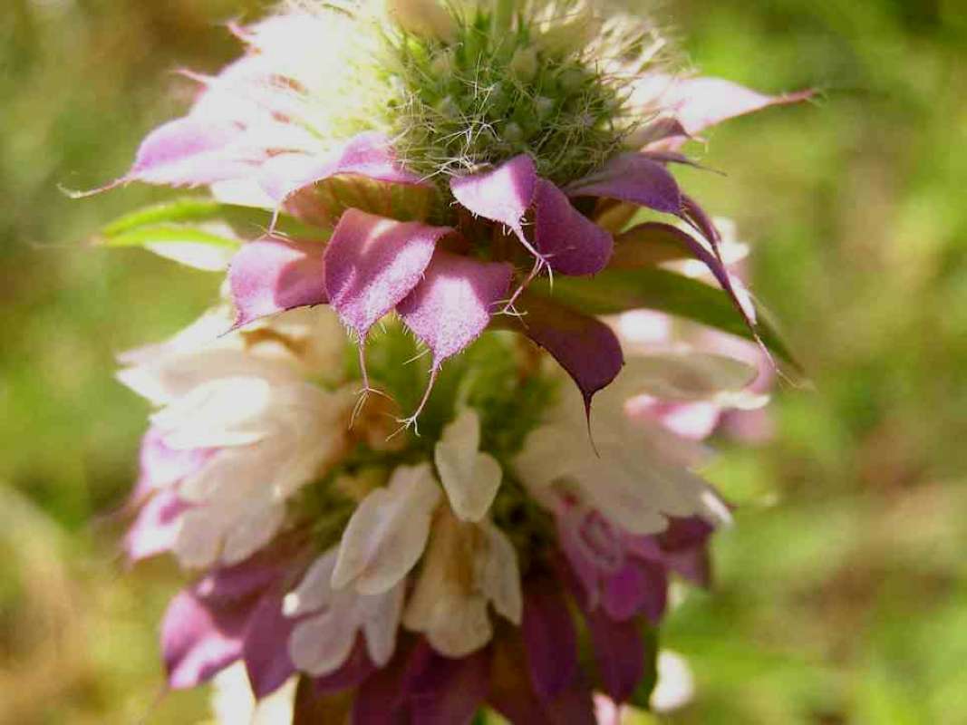 Flowers - Close View<br>(Location of Picture: North Central Texas, USA, 2007)