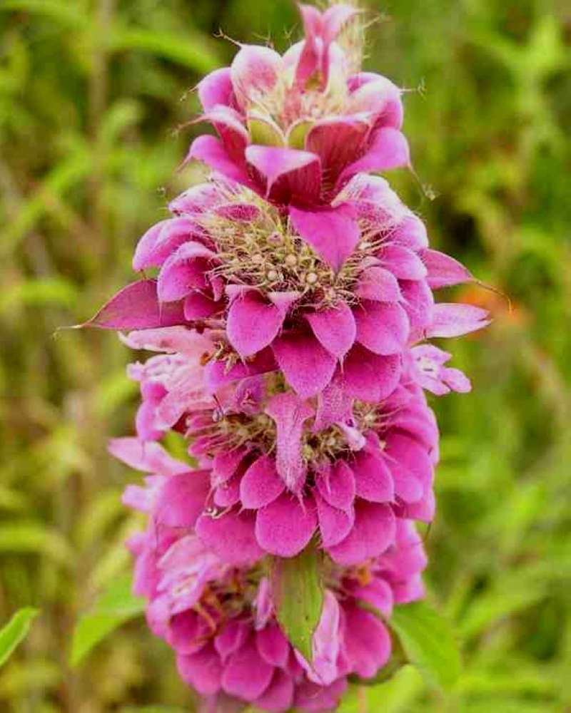 Flowers<br>(Location of Picture: North Central Texas, USA, 2007)