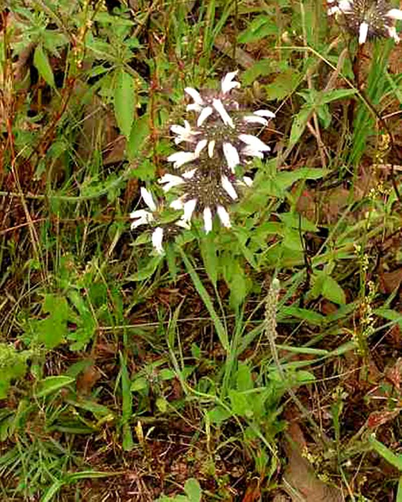 Habitat View<br>(Location of Picture: Gus Engiling, Texas, USA, 2007)
