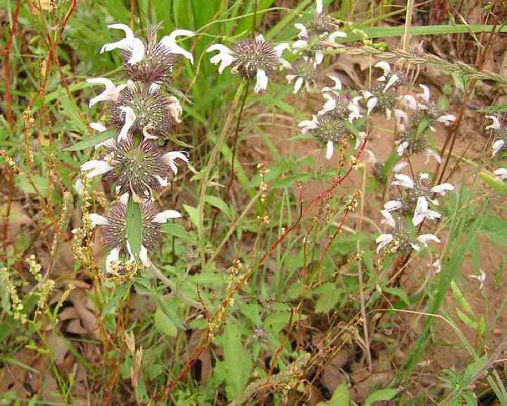 Top Of Plant in  Bloom<br>(Location of Picture: Gus Engiling, Texas, USA, 2007)
