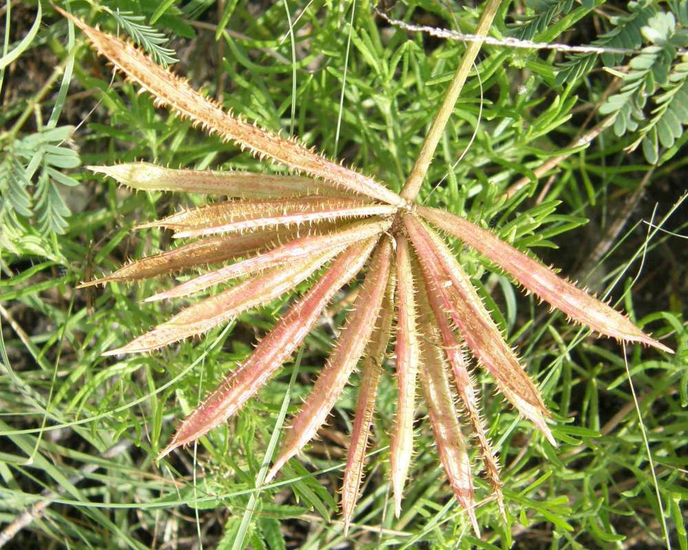 Seed Pods<br>(Location of Picture: Walnut Grove, Texas, USA, 2007)