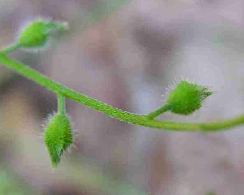 Pod<br>(Location of Picture: Ray Roberts Lake, Texas, USA, 2007)