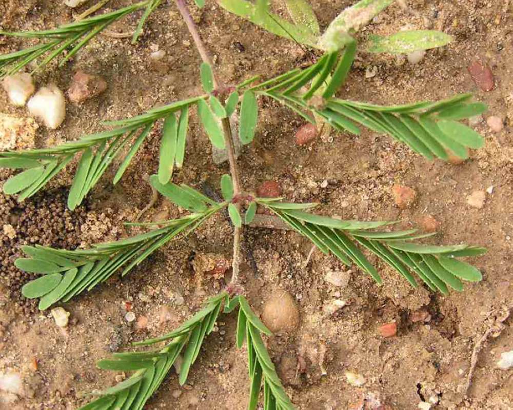 Leaves<br>(Location of Picture: Lbj Grasslands, Texas, USA, 2007)