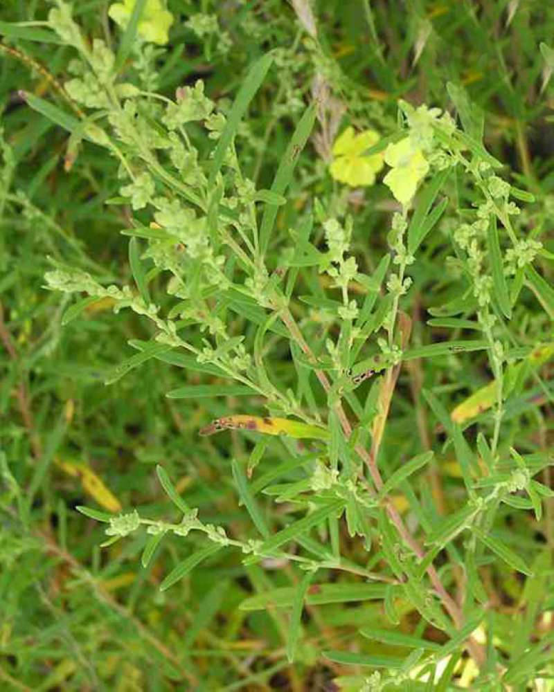 Stem and Leaves<br>(Location of Picture: Ray Robert Lake, Texas, USA, 2007)