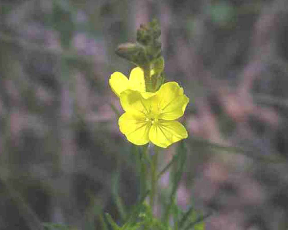 Top Of Plant in  Bloom<br>(Location of Picture: Ray Robert Lake, Texas, USA, 2007)