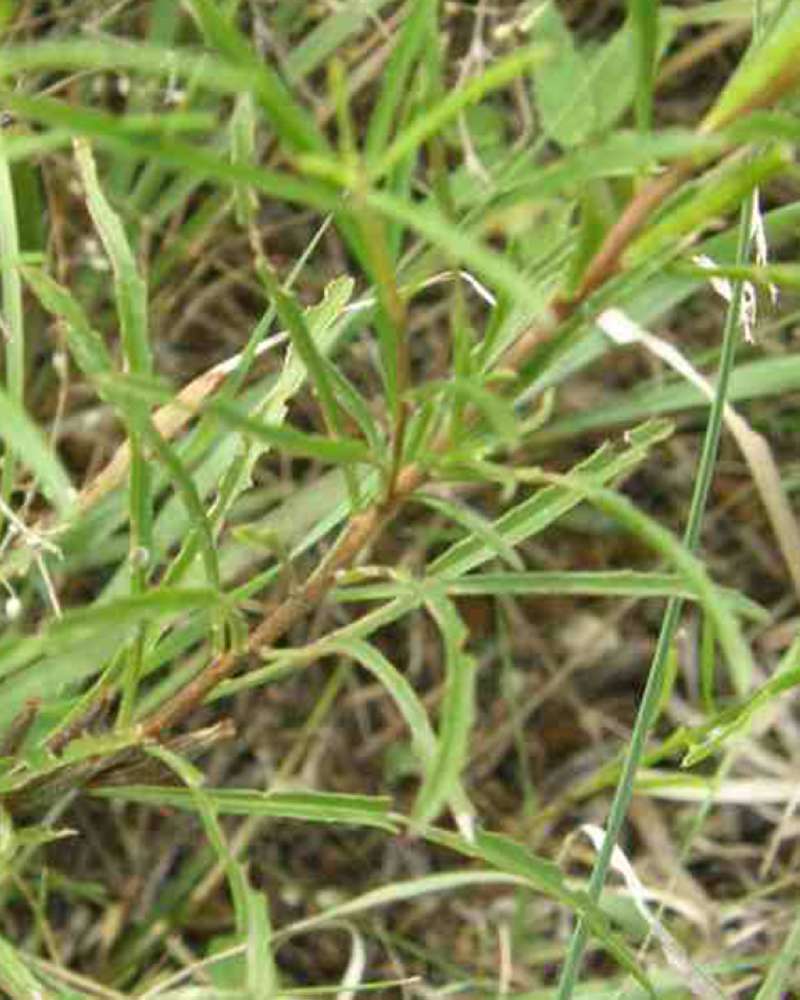Leaves and Red Stem<br>(Location of Picture: Tandy Hills, Texas, USA, 2007)