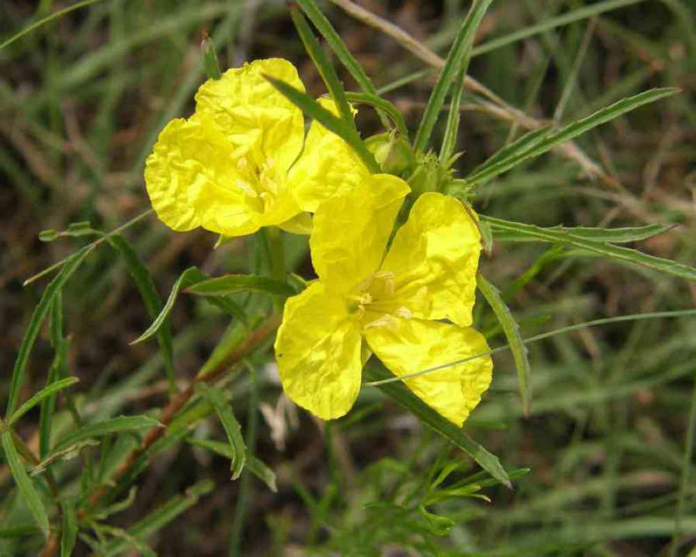 Top Of Plant in  Bloom<br>(Location of Picture: Tandy Hills, Texas, USA, 2007)