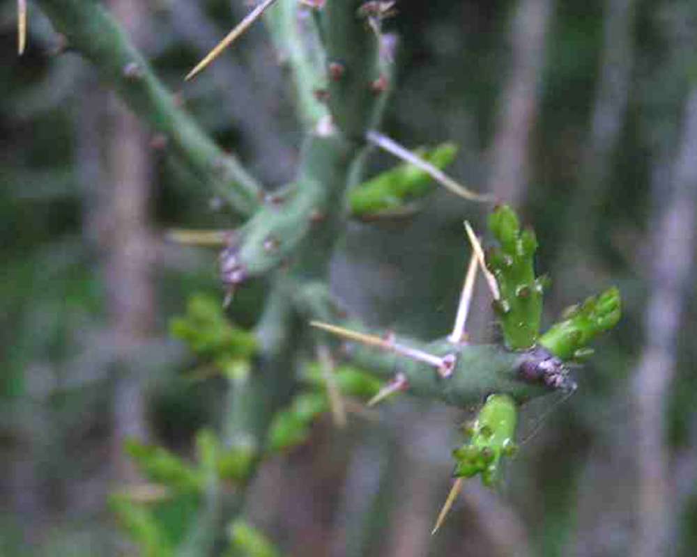 Spine<br>(Location of Picture: Dinosaur Valley, Texas, USA, 2007)