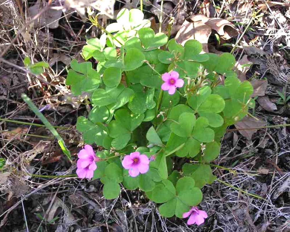 Habitat View<br>(Location of Picture: Loyd Park, Texas, USA, 2007)