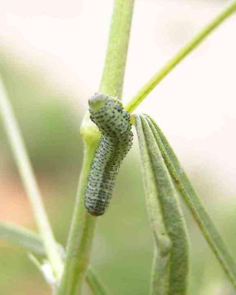 Larvae<br>(Location of Picture: Lake Worth, Texas, USA, 2007)