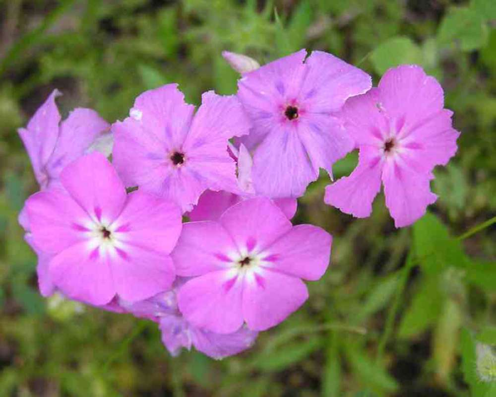 Flowers<br>(Location of Picture: Hill Country, Texas, USA, 2007)