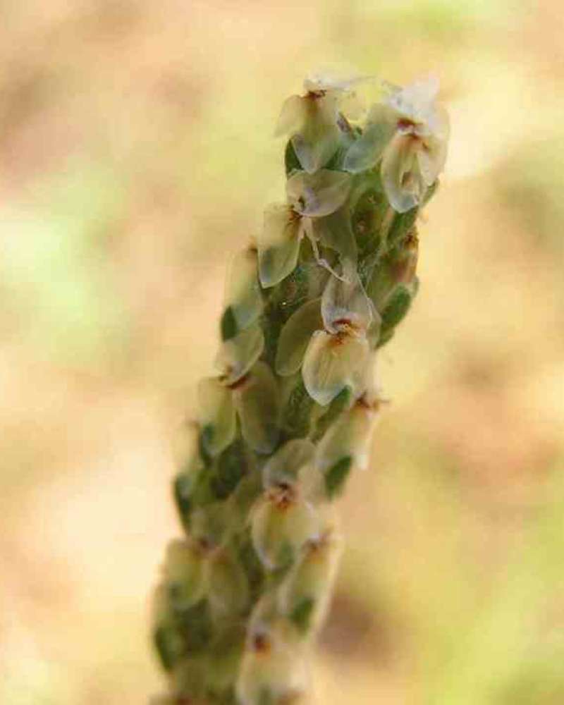 Spike<br>(Location of Picture: Nature Center, Texas, USA, 2007)