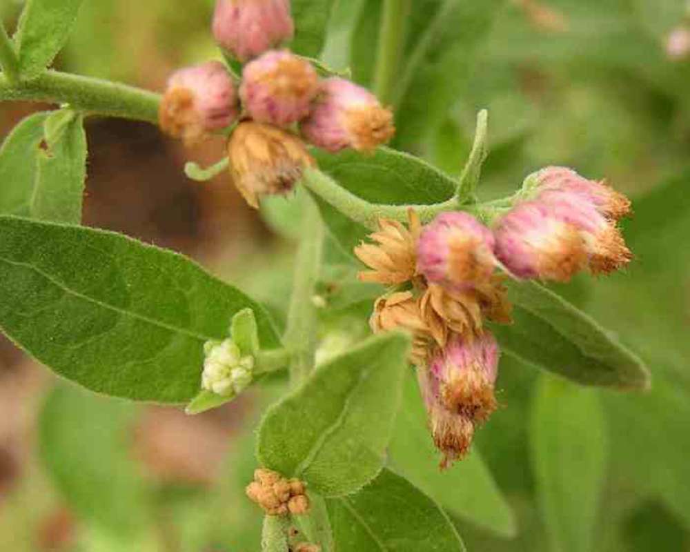 Leaf<br>(Location of Picture: Loyd Park, Texas, USA, 2007)