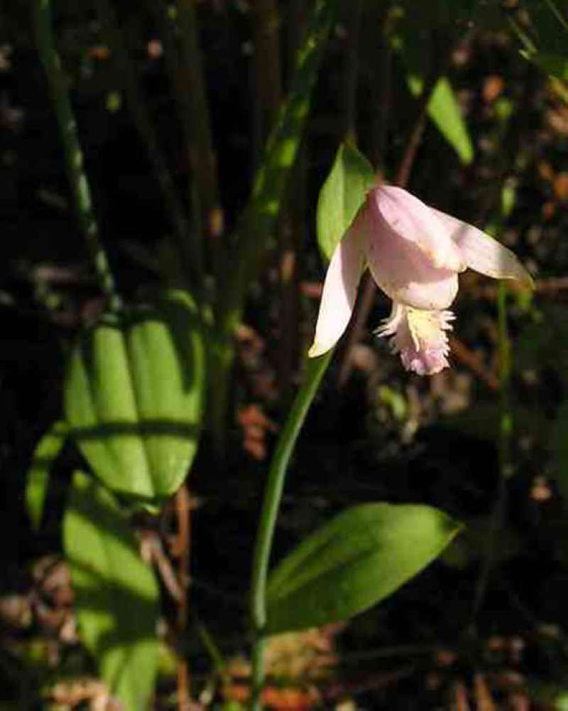 Silhouette<br>(Location of Picture: Geraldines, Big Thicket, Se Texas)