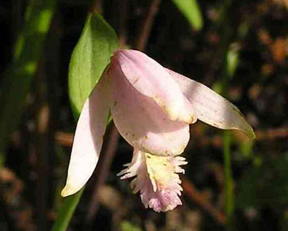 Flower - Front View<br>(Location of Picture: Geraldines, Big Thicket, Se Texas)