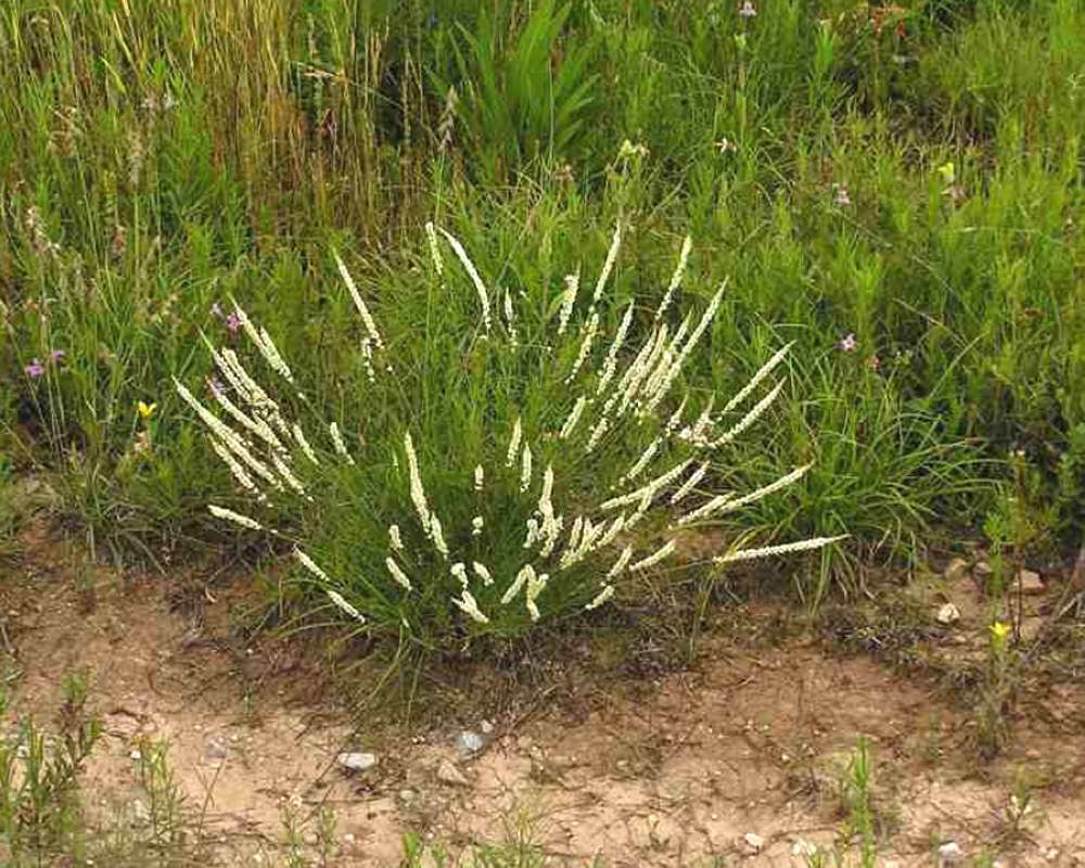 Habitat<br>(Location of Picture: Lbj Grassland, Texas, USA, 2007)