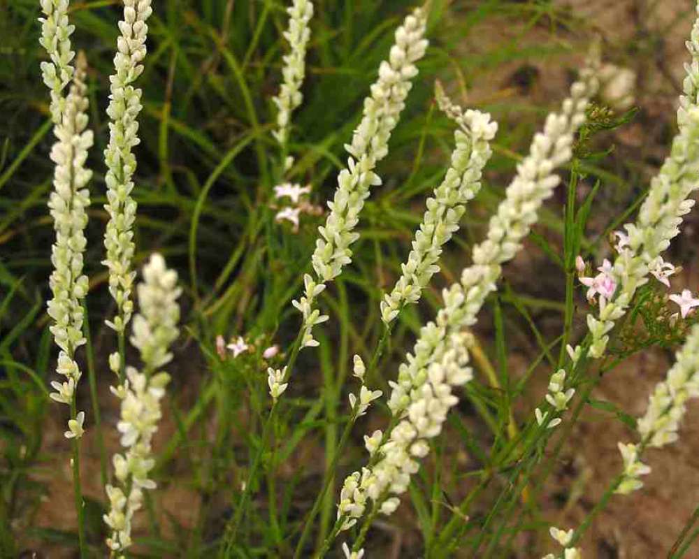 Spike<br>(Location of Picture: Lbj Grassland, Texas, USA, 2007)