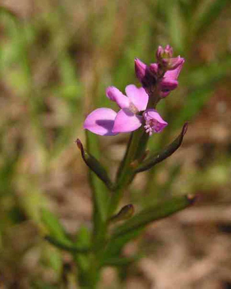 Top Of Plant in  Bloom<br>(Location of Picture: Sonnias, Tyler, Texas, USA, 2007)