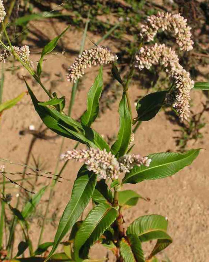 Top Of Plant in  Bloom<br>(Location of Picture: Walnut Grove, Texas, USA, 2007)