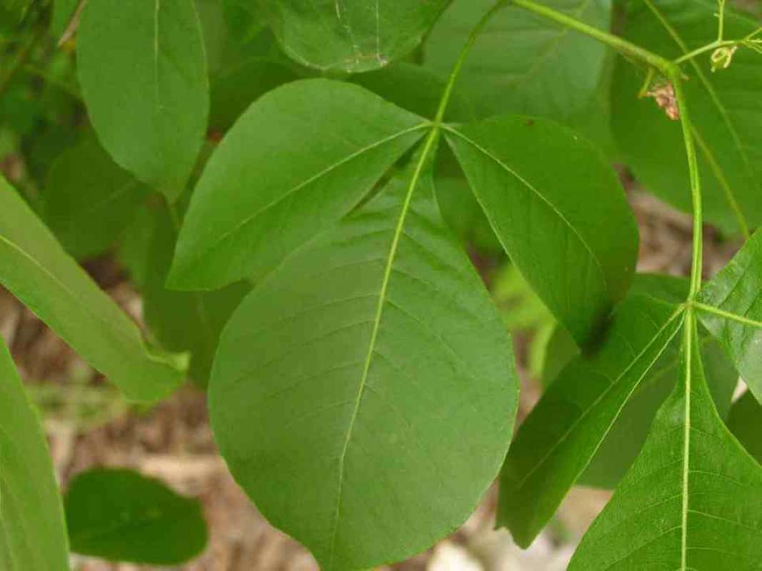 Leaf<br>(Location of Picture: Cedar Ridge, Texas, USA, 2007)