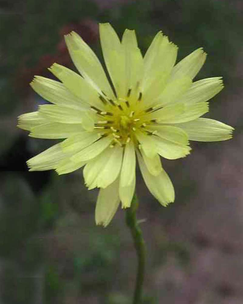 Flower - Front View<br>(Location of Picture: Ray Roberts Lake, Texas, USA, 2007)
