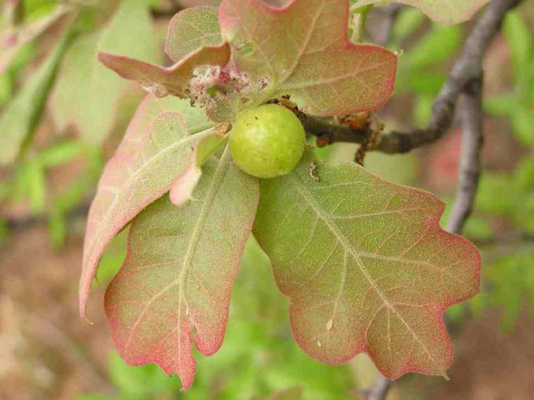 Gall<br>(Location of Picture: Ray Roberts, Texas, USA, 2007)