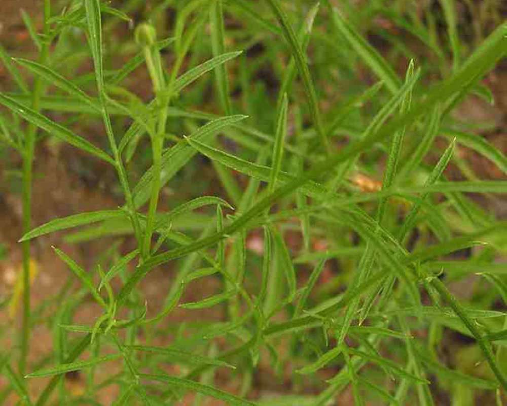 Leaves<br>(Location of Picture: Lbj Grassland, Texas, USA, 2007)