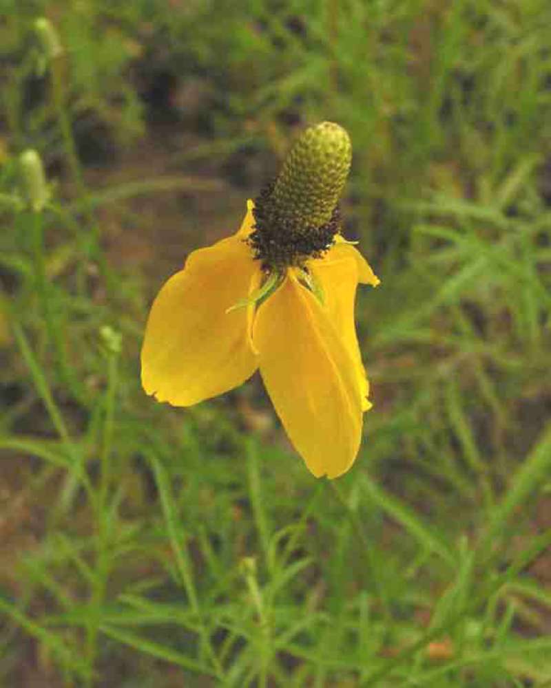 Flower<br>(Location of Picture: Lbj Grassland, Texas, USA, 2007)