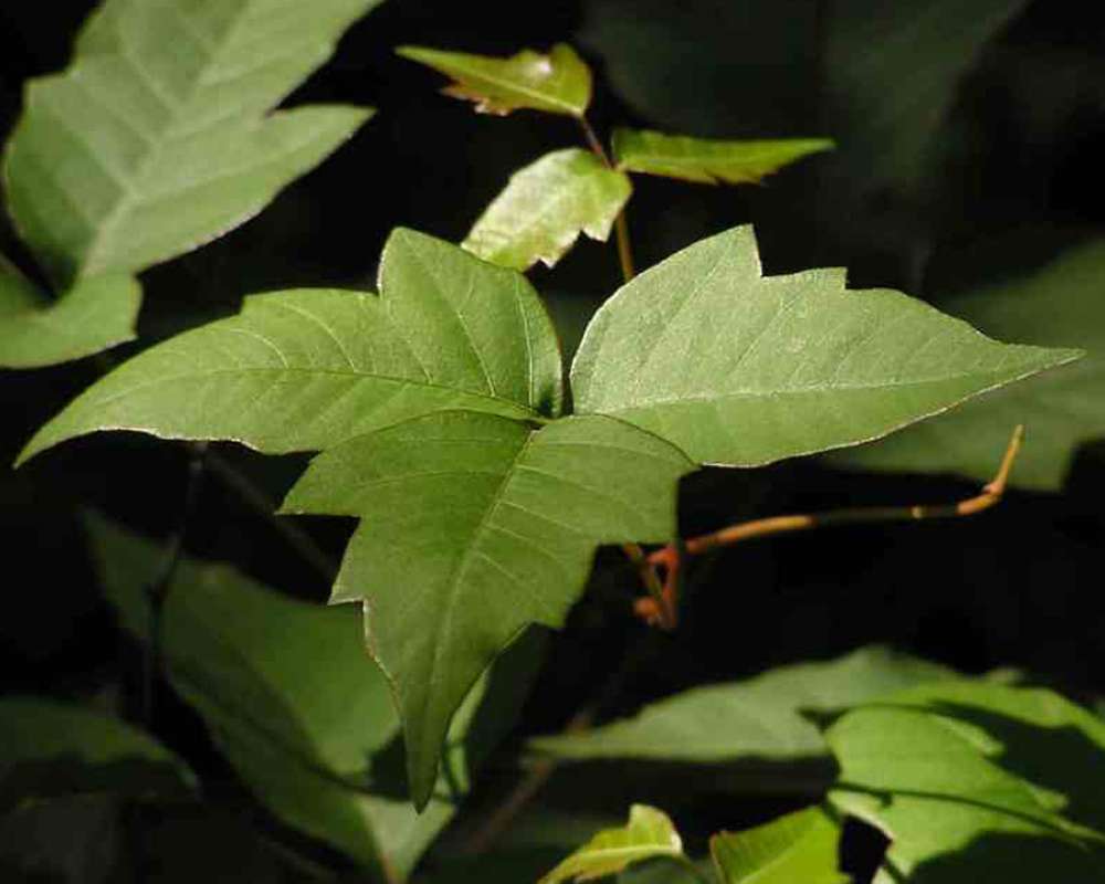 Leaves<br>(Location of Picture: Wildcat Canyon, Near Ft Worth, Tx)