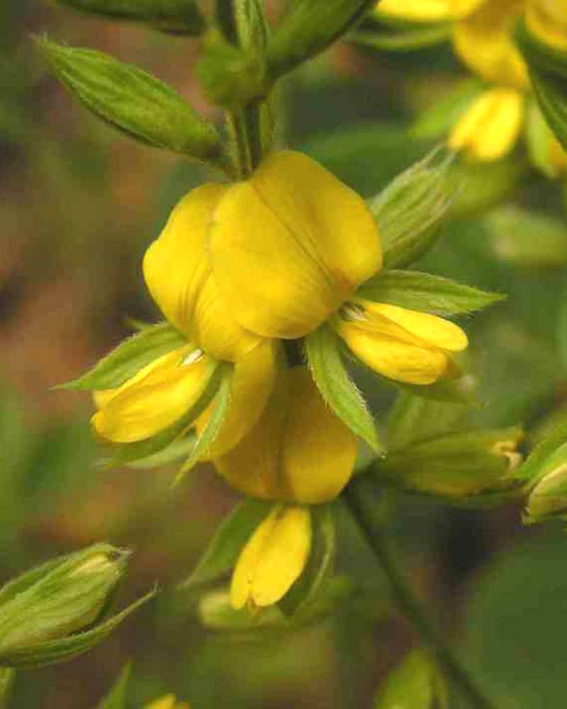 Flower - Close View<br>(Location of Picture: Sabine, Texas, USA, 2007)
