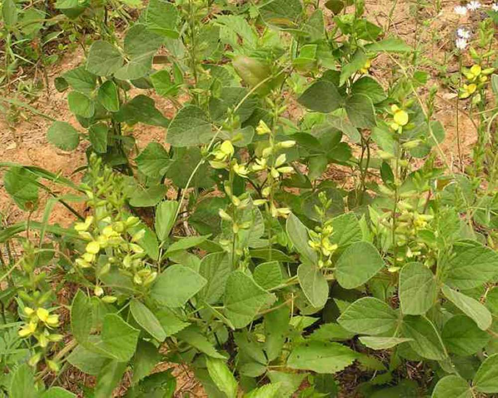 Habitat<br>(Location of Picture: Sabine, Texas, USA, 2007)