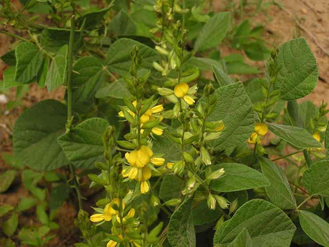 Top Of Plant in  Bloom<br>(Location of Picture: Sabine, Texas, USA, 2007)