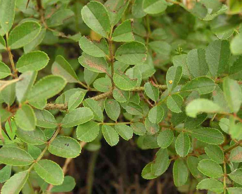 Leaves<br>(Location of Picture: Sabineangelina Texas, USA)