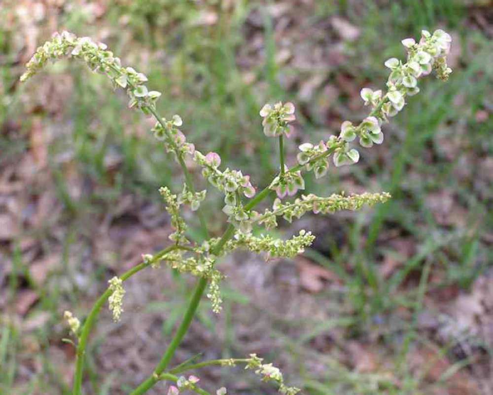 Raceme Of Fruit<br>(Location of Picture: Lbj Grasslands, Texas, 2007)