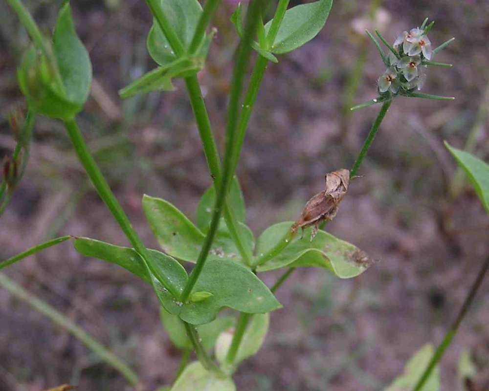 Leaves and Stem<br>(Location of Picture: Walnut Grove, Texas, USA, 2007)