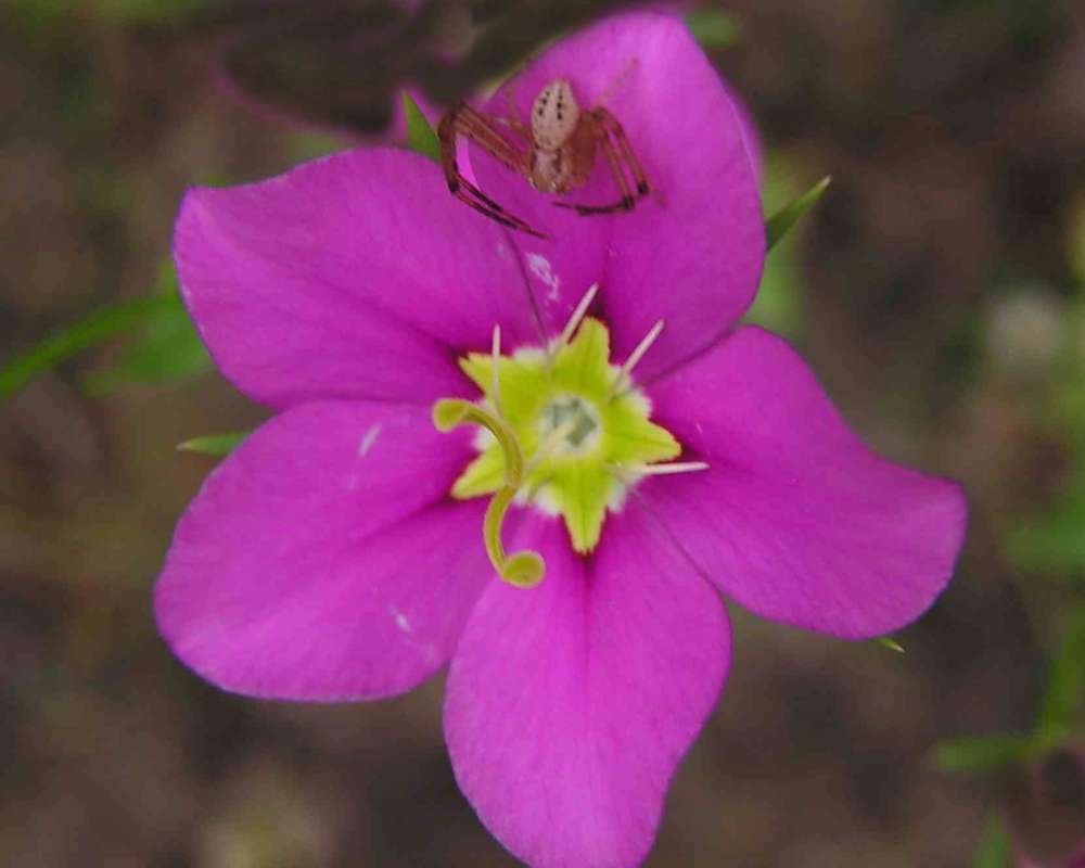 Flower With Spider<br>(Location of Picture: Walnut Grove, Texas, USA, 2007)