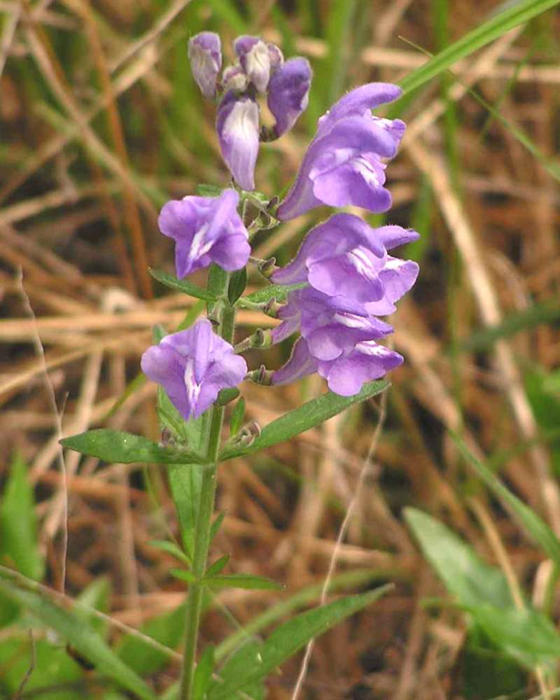 Top Of Plant in  Bloom<br>(Location of Picture: Big Thicket, Se Texas, USA, 2007)