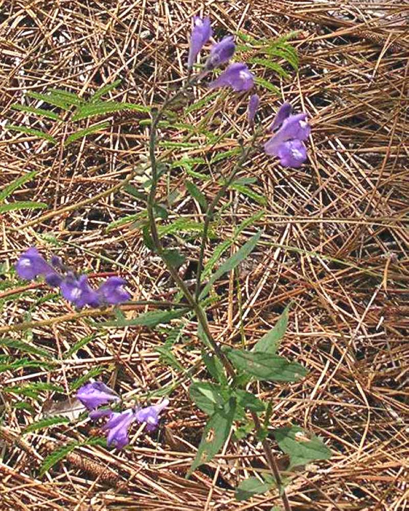 Habitat<br>(Location of Picture: Big Thicket, Se Texas, USA, 2007)