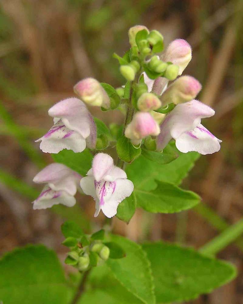Top Of Plant in  Bloom - White<br>(Location of Picture: Big Thicket, SE Texas, USA, 2007)
