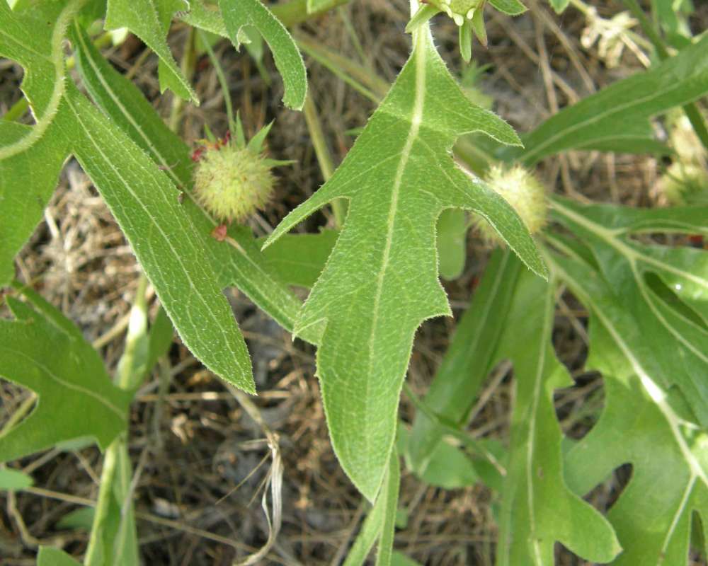 Leaf<br>(Location of Picture: Tandy Hills, Texas, USA, 2007)