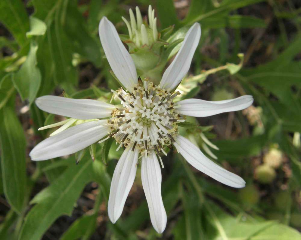 Flower - Front View<br>(Location of Picture: Tandy Hills, Texas, USA, 2007)