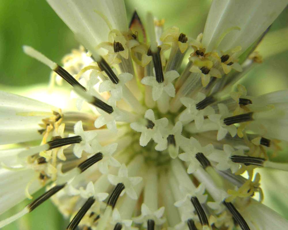 Flower - Close View<br>(Location of Picture: Tandy Hills, Texas, USA, 2007)