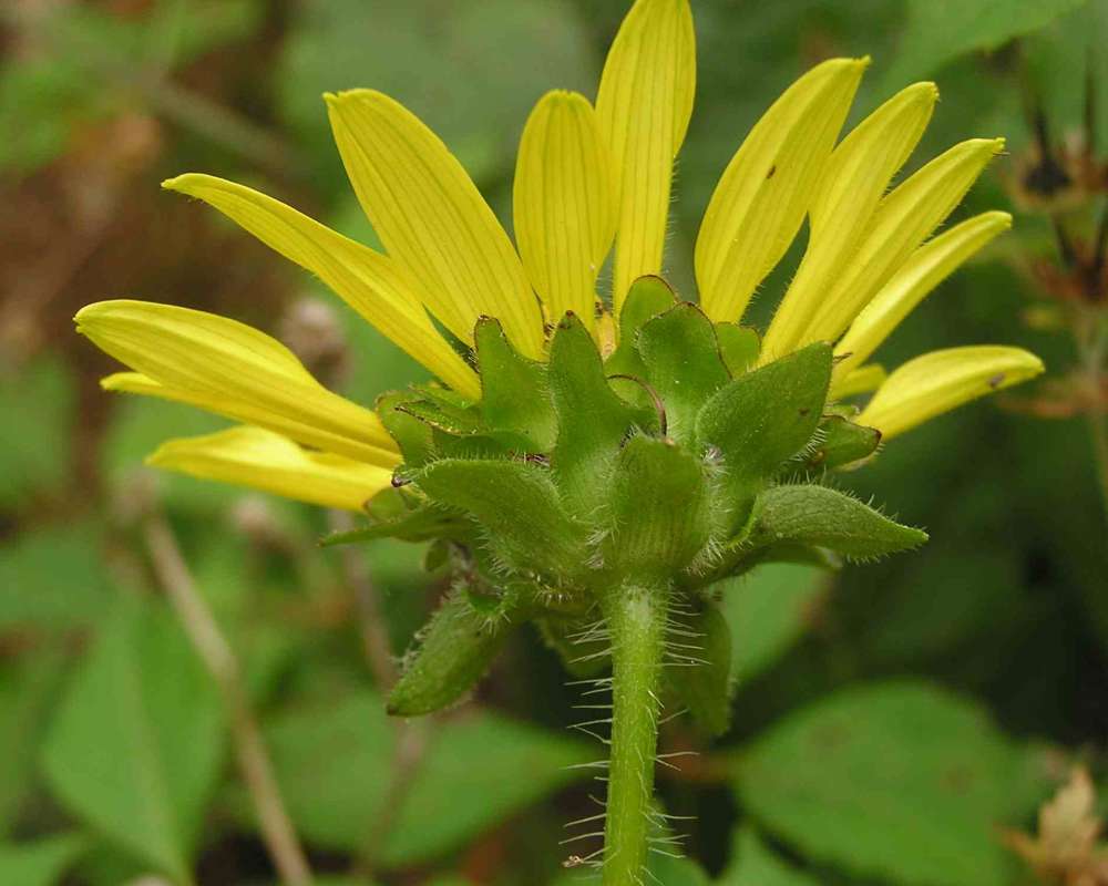 Flower - Rear View<br>(Location of Picture: Sundew Trail, Texas, USA, 2007)