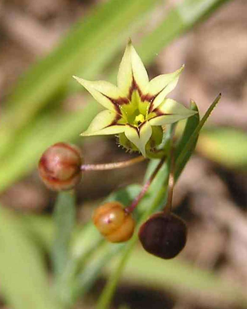 Flower - Front View<br>(Location of Picture: Sonnias, Tyler, Texas, USA, 2007)