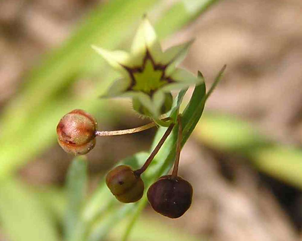 Seed Head<br>(Location of Picture: Sonnias, Tyler, Texas, USA, 2007)