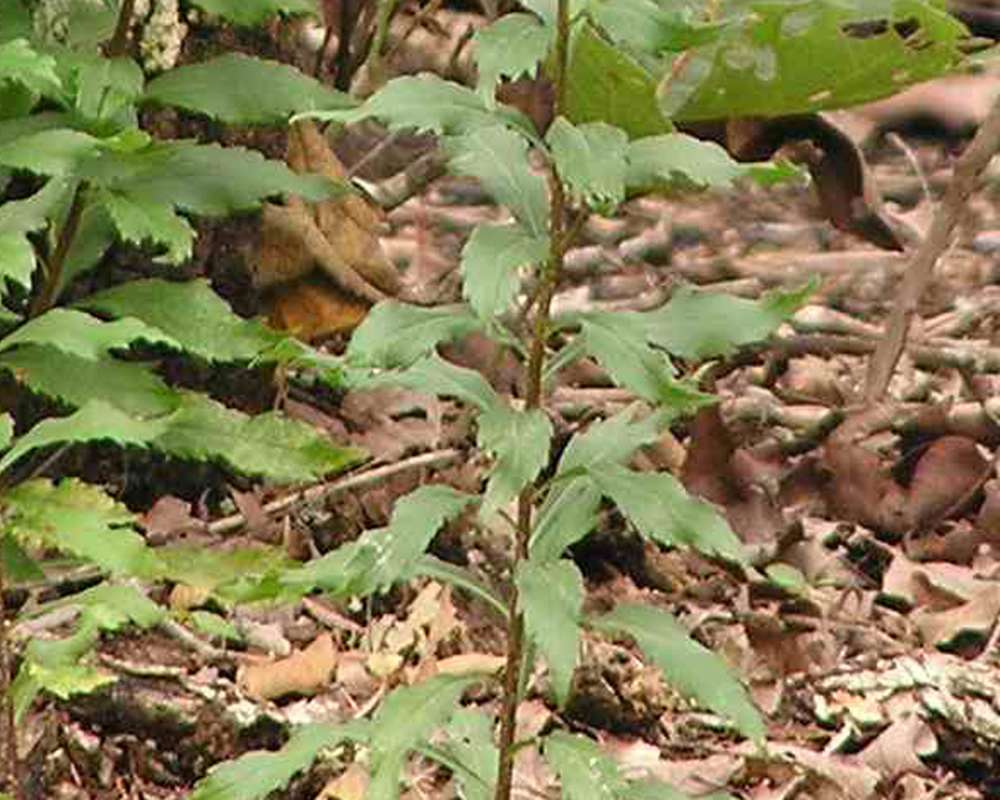 Stem and Leaves<br>(Location of Picture: Gus Engiling, Texas, USA, 2007)